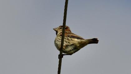 Spanish Sparrow