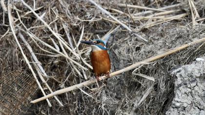 Common Kingfisher