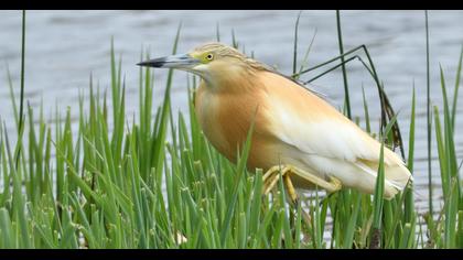 Squacco Heron