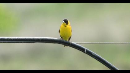 Karabaşlı kirazkuşu