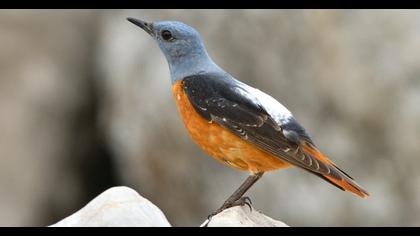 Common Rock Thrush
