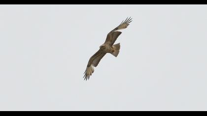 Long-legged Buzzard