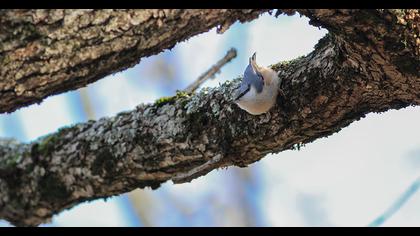 Eurasian Nuthatch
