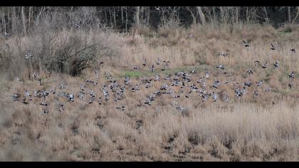 Common Wood Pigeon