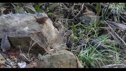 Eurasian Wren