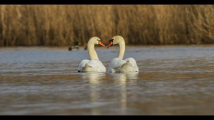 Mute Swan