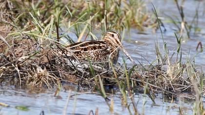 Common Snipe