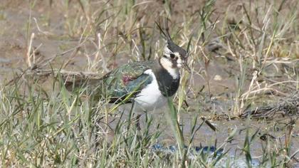 Northern Lapwing