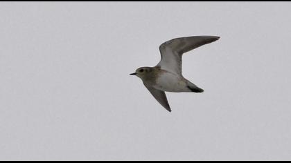 European Golden Plover