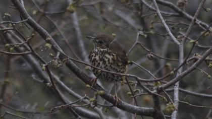 Song Thrush