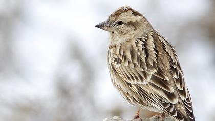 Rock Sparrow