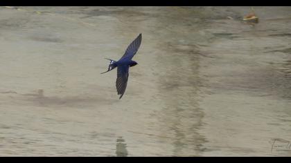 Barn Swallow
