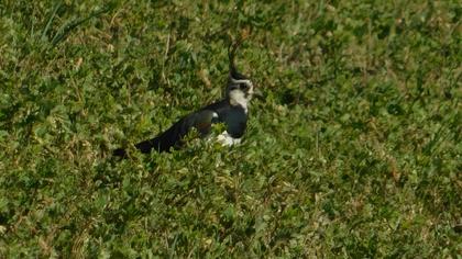 Northern Lapwing
