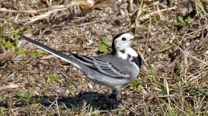 White Wagtail