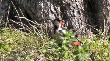 Syrian Woodpecker