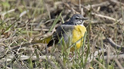 Grey Wagtail