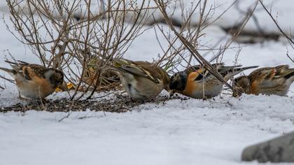 Brambling