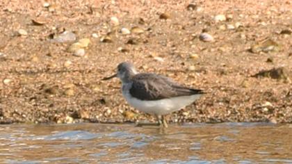 Common Greenshank