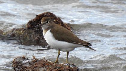 Common Sandpiper