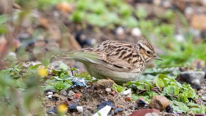 Woodlark