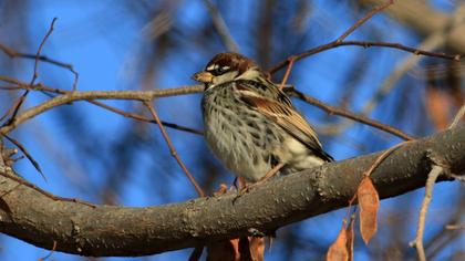 Spanish Sparrow