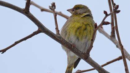 European Greenfinch