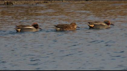 Eurasian Teal