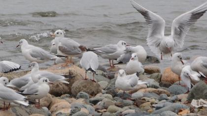 Black-headed Gull