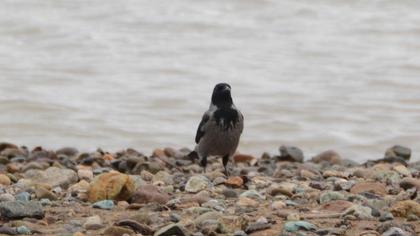 Hooded Crow
