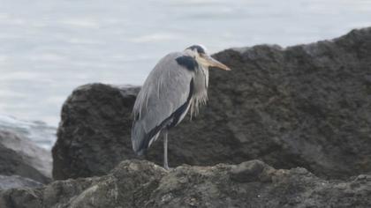 Grey Heron