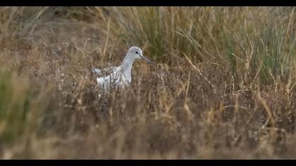 Common Greenshank
