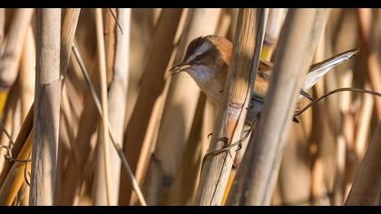 Moustached Warbler
