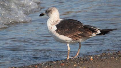 Lesser Black-backed Gull