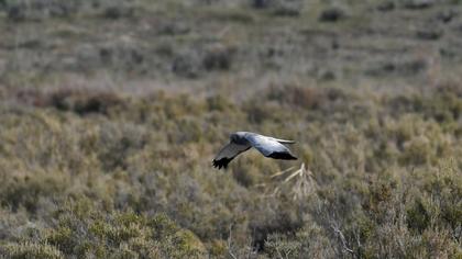 Hen Harrier