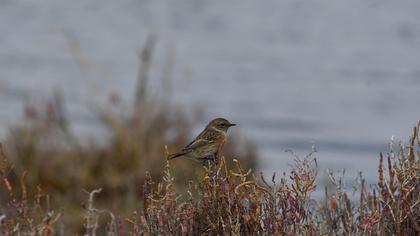 European Stonechat