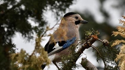 Eurasian Jay