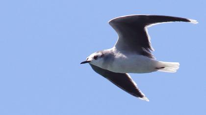 Little Gull