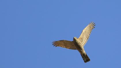 Eurasian Sparrowhawk
