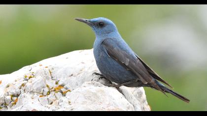 Blue Rock Thrush