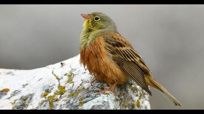 Ortolan Bunting