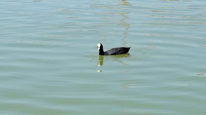 Eurasian Coot