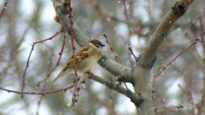 Eurasian Tree Sparrow