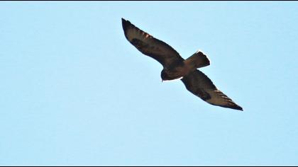 Common Buzzard