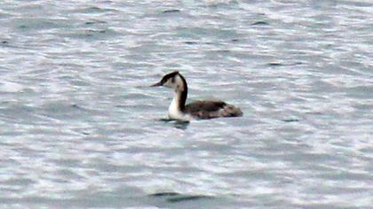 Great Crested Grebe