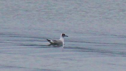 Little Gull