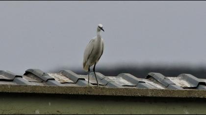 Little Egret