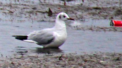 Black-headed Gull