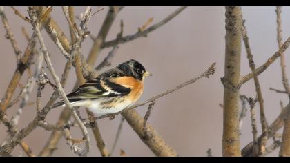 Brambling