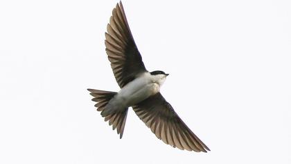 Common House Martin