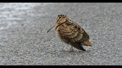 Eurasian Woodcock